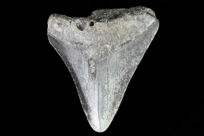 Bargain, Megalodon Tooth - North Carolina #76360